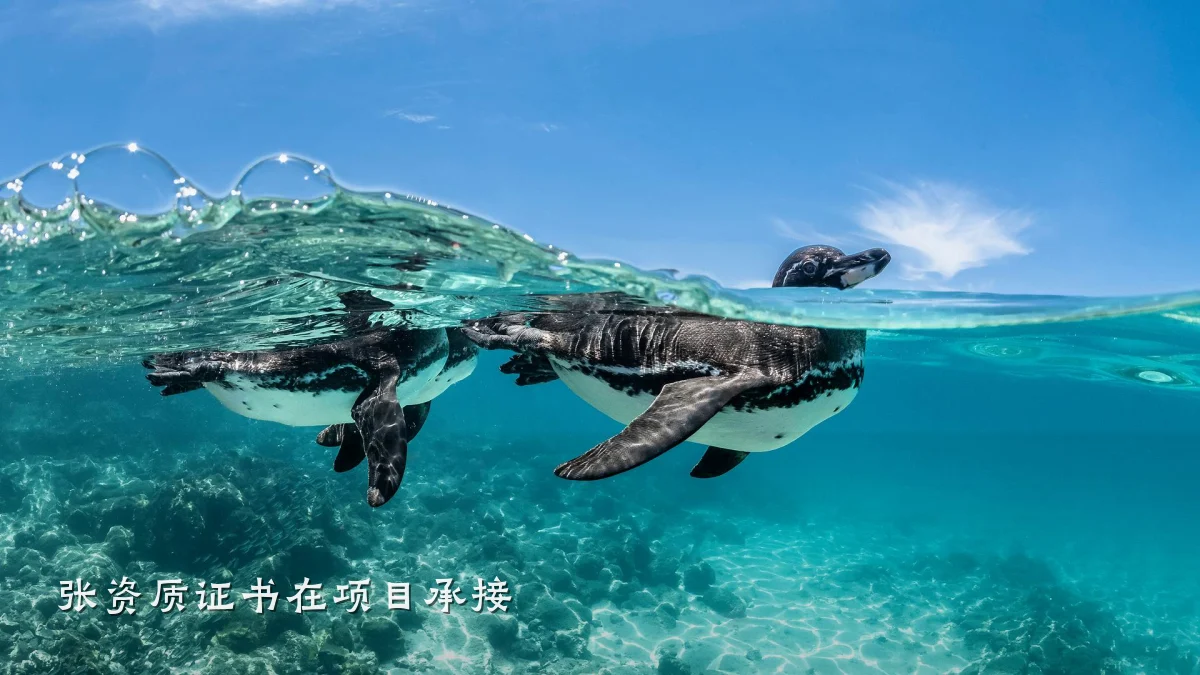 张资质证书在项目承接